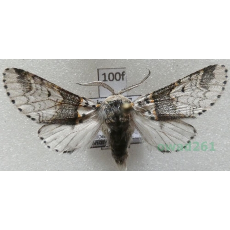 Furcula furcula (Clerck, 1759) Poland100f